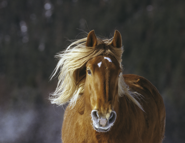 Triumph® Calendars Horses Calendar