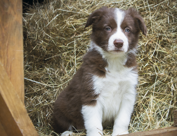 Triumph® Calendars Puppies Calendar