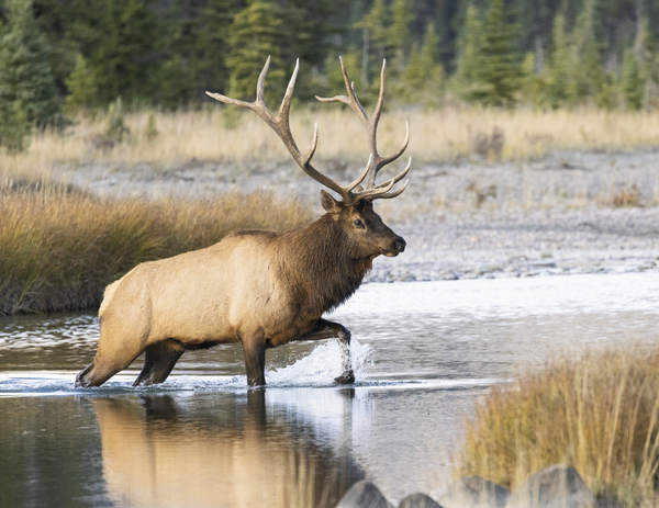 Triumph® Calendars Sportsman Calendar