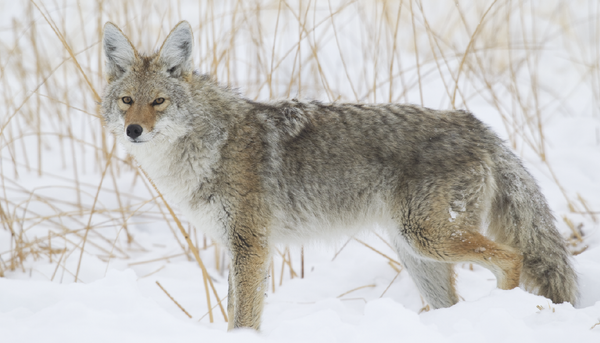 Triumph® Calendars North American Wildlife Calendar