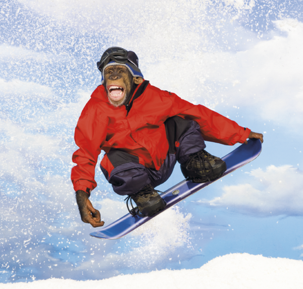 Triumph® Calendars Monkey Business Calendar