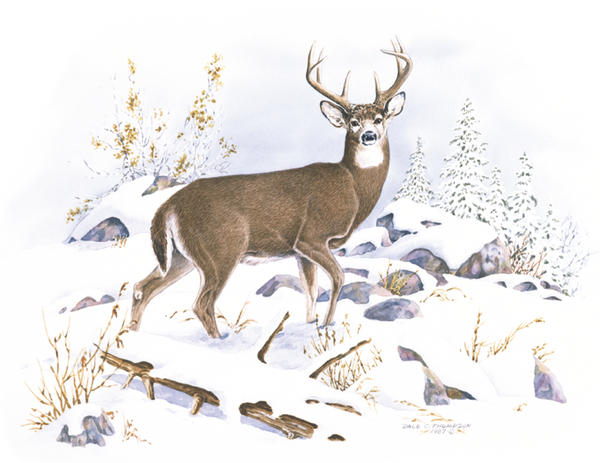 Good Value™ Wildlife Trek - Stapled Calendar