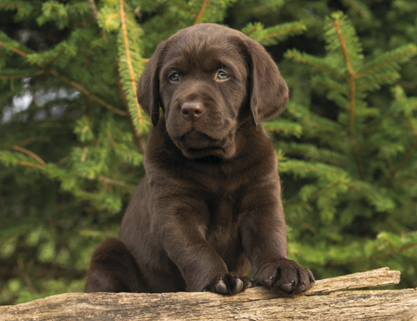 Good Value™ Puppies & Kittens - Stapled Calendar