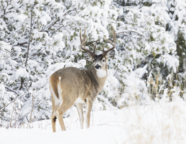 Good Value™ Wildlife Portraits - Stapled Calendar