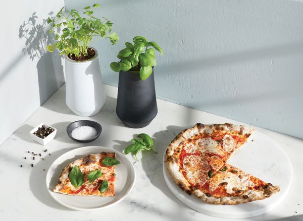 Modern Sprout Tapered Tumbler Grow Kit