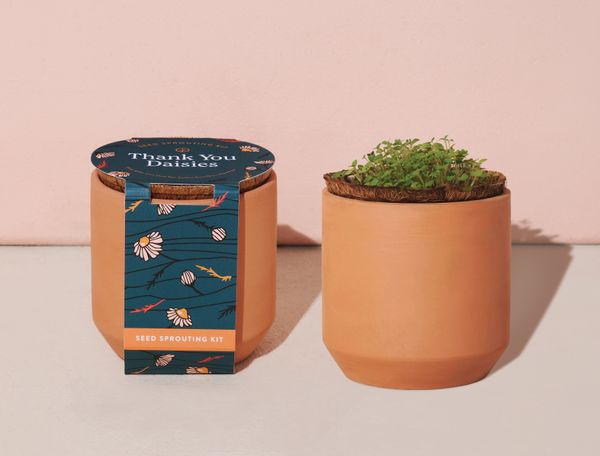 Modern Sprout® Tiny Terracotta Grow Kit Thank You Daisies