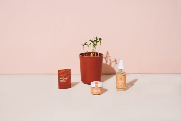 Modern Sprout® Shine Bright Take Care Kit - Sunflower