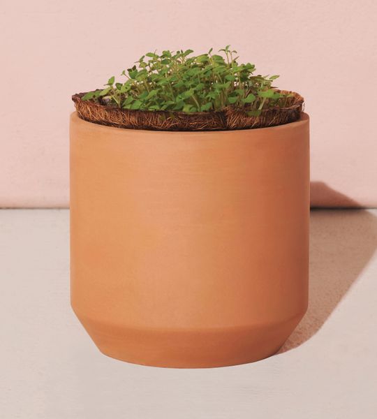 Modern Sprout® Tiny Terracotta Grow Kit Champagne Poppies